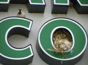 Birds nest in Starbucks logo